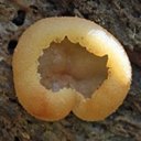 Fungi
