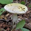 Fungi