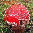 Fungi