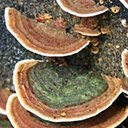 Fungi