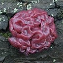 Fungi