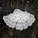 Fungi