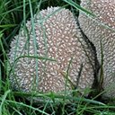 Fungi