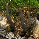 Fungi