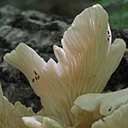 Fungi