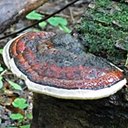 Fungi