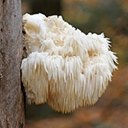 Fungi with lichens