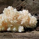 Fungi with lichens