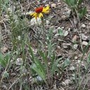 Gaillardia aristata