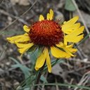 Gaillardia aristata