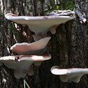 Ganoderma applanatum