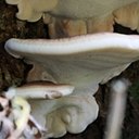 Ganoderma applanatum