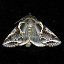 Habrosyne scripta
