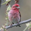 Haemorhous purpureus