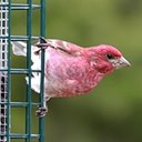 Haemorhous purpureus