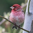 Haemorhous purpureus