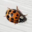 Harmonia axyridis