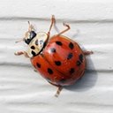 Harmonia axyridis