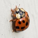 Harmonia axyridis