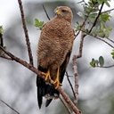 Heterospizias meridionalis