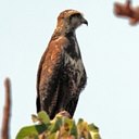Heterospizias meridionalis