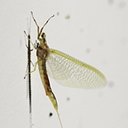 Hexagenia limbata