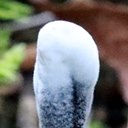 Hypomyces papulasporae
