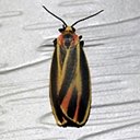 Hypoprepia fucosa