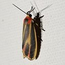 Hypoprepia fucosa