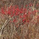 Ilex verticillata