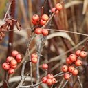 Ilex verticillata