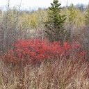 Ilex verticillata