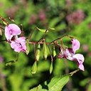 Impatiens glandulifera