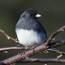 Junco hyemalis