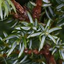 Juniperus communis alpina