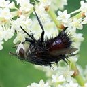 Juriniopsis adusta