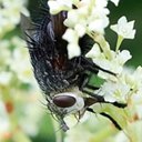 Juriniopsis adusta