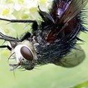 Juriniopsis adusta