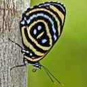 Kolory przyrody: motyle