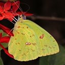 Kolory przyrody: motyle
