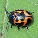 Labidomera clivicollis