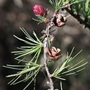 Larix laricina