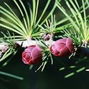 Larix laricina