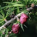 Larix laricina