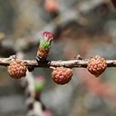 Larix laricina