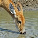 L'eau dans la vie des animaux terrestres