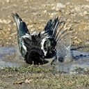 L'eau dans la vie des animaux terrestres