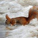 L'eau dans la vie des animaux terrestres