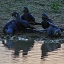 L'eau dans la vie des animaux terrestres