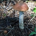Leccinum aurantiacum